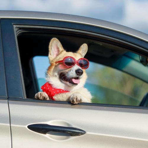 Funny,Passenger,Red,Corgi,Puppy,Dog,In,Sunglasses,Pretty,Stuck Funny,Passenger,Red,Corgi,Puppy,Dog,In,Sunglasses,Pretty,Stuck