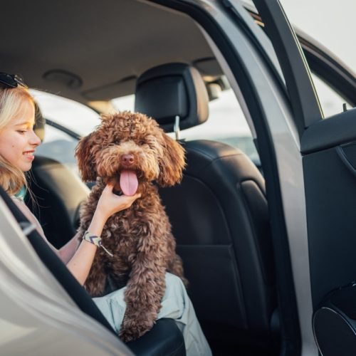 Portrait,Fluffy,Brown,Maltipoo,Dog,With,Smiling,Little,Girl,Portrait